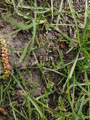 Prostemma aeneicolle