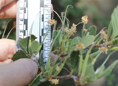 Cercocarpus betuloides betuloides