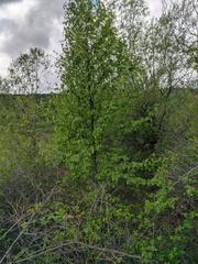 Torminalis glaberrima