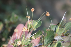 Cercocarpus betuloides betuloides