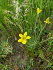 Ranunculus arvensis