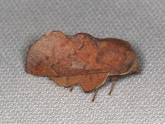 Phyllodesma