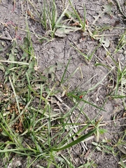 Prostemma aeneicolle