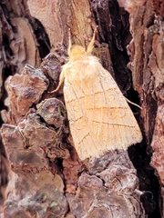 Pyreferra hesperidago