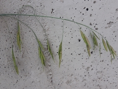 Bromus catharticus