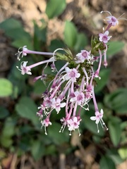 Valeriana arizonica