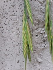 Bromus catharticus