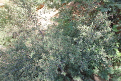 Cercocarpus betuloides betuloides