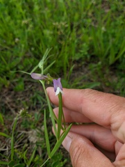 Vicia bithynica