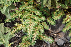 Euphorbia anthonyi