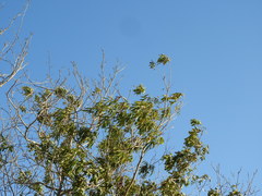 Thouinidium decandrum