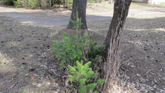 Abies sibirica