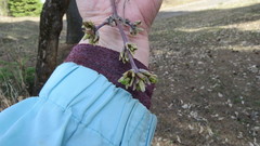 Acer negundo