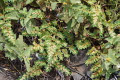 Euphorbia anthonyi