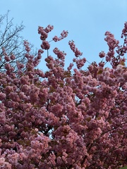 Prunus