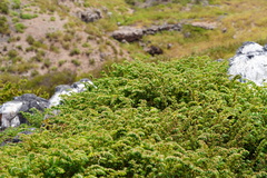 Euphorbia anthonyi