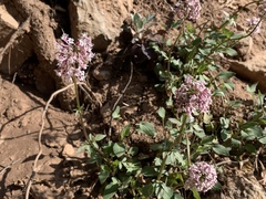 Valeriana arizonica
