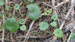 Glechoma hederacea