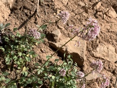 Valeriana arizonica