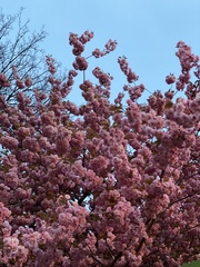 Prunus