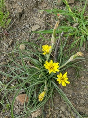 Pseudopodospermum molle