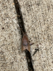 Procambarus steigmani