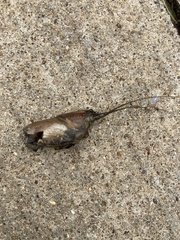 Procambarus steigmani