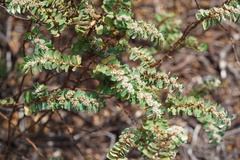 Euphorbia anthonyi