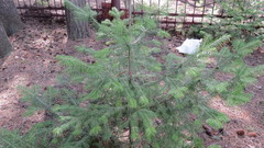 Abies sibirica