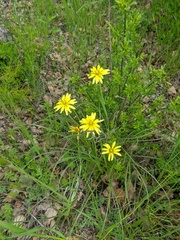 Pseudopodospermum molle