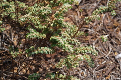 Euphorbia anthonyi