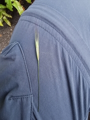 Bromus sterilis