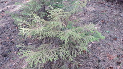 Picea obovata