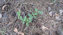 Vaccinium vitis-idaea