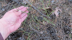 Vaccinium myrtillus