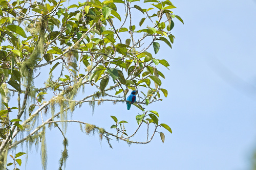 Lovely Cotinga (Cotinga amabilis), photo 10