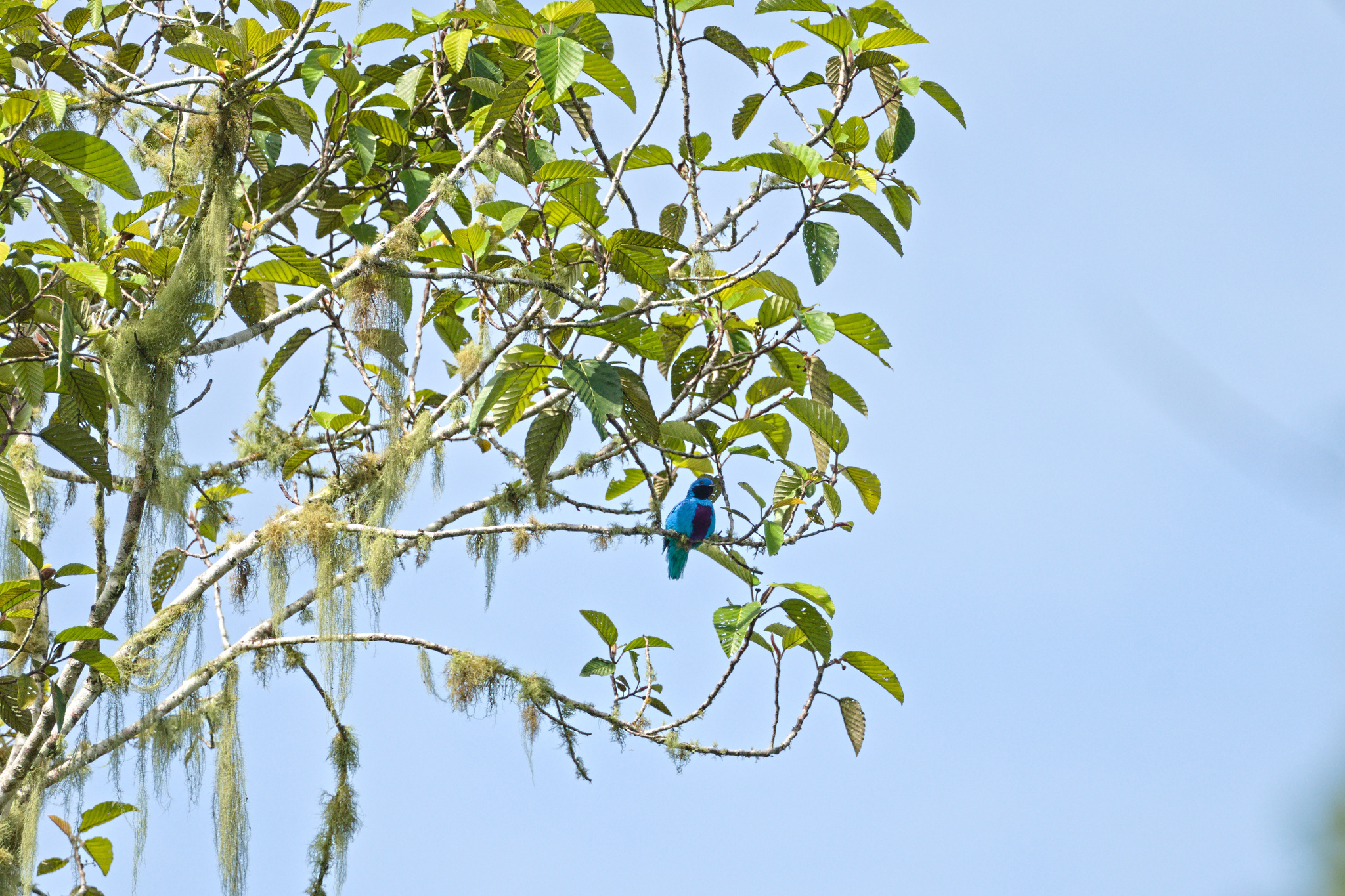 Lovely Cotinga (Cotinga amabilis), photo 1