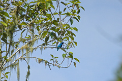 Cotinga amabilis
