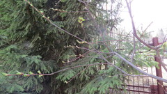 Prunus padus