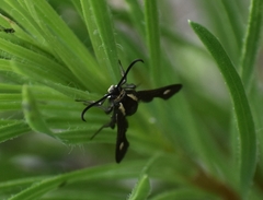 Carmenta anthracipennis