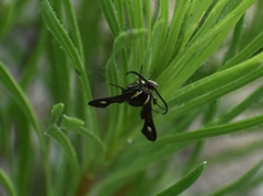 Carmenta anthracipennis