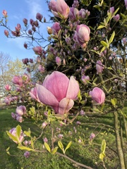 Magnolia × soulangeana