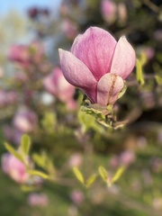 Magnolia × soulangeana