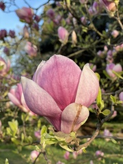 Magnolia × soulangeana