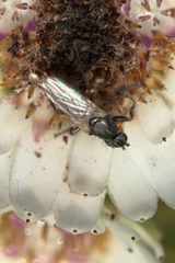 Coelopa