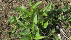Campanula rapunculoides