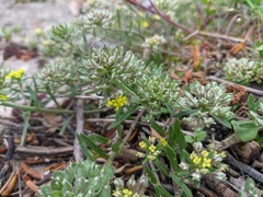 Alyssum umbellatum