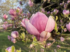 Magnolia × soulangeana