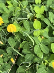 Arachis repens