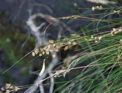 Juncus capensis